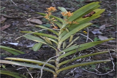 Vanda testacea